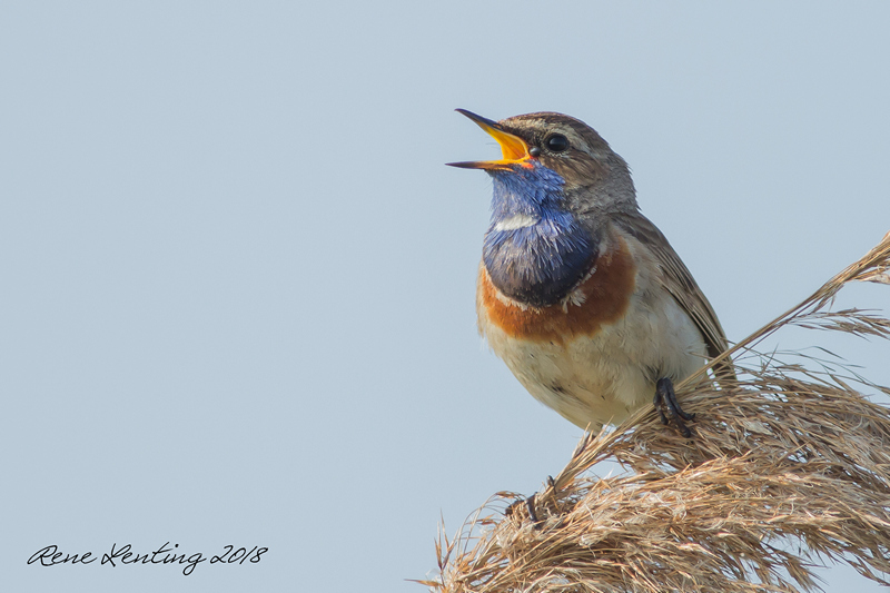 Blauwborst