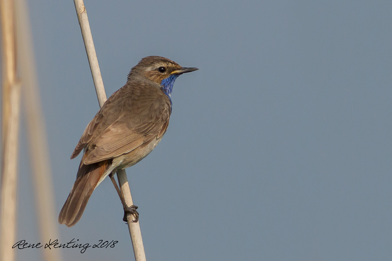 Blauwborst