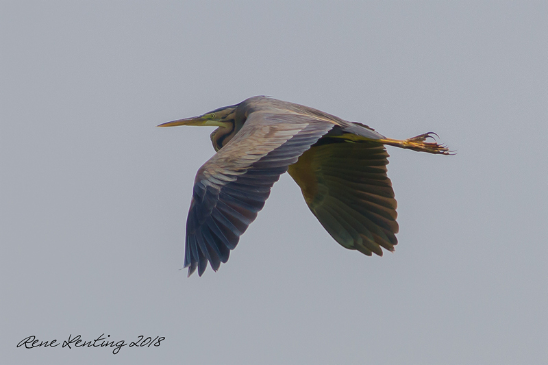 Purperreiger
