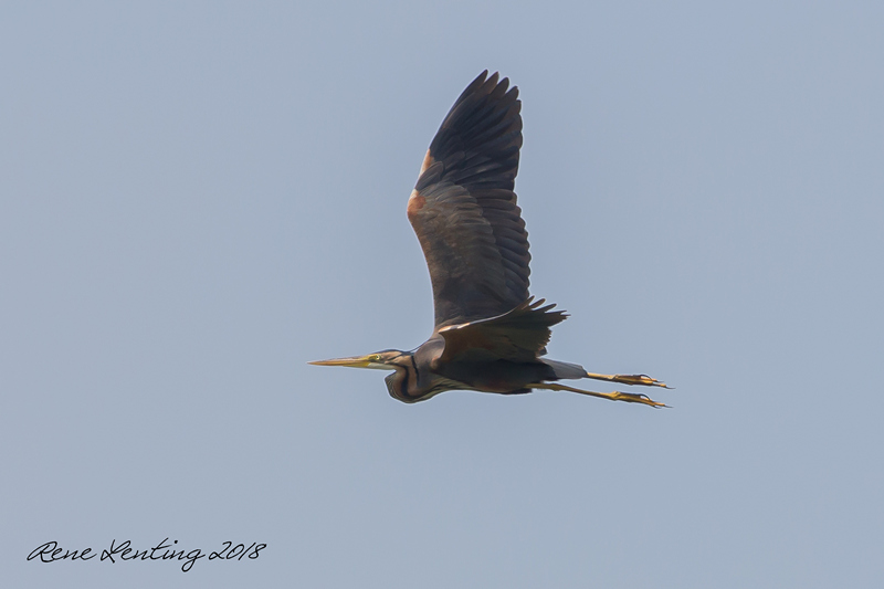Purperreiger