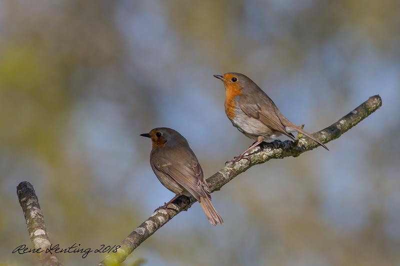 Roodborst