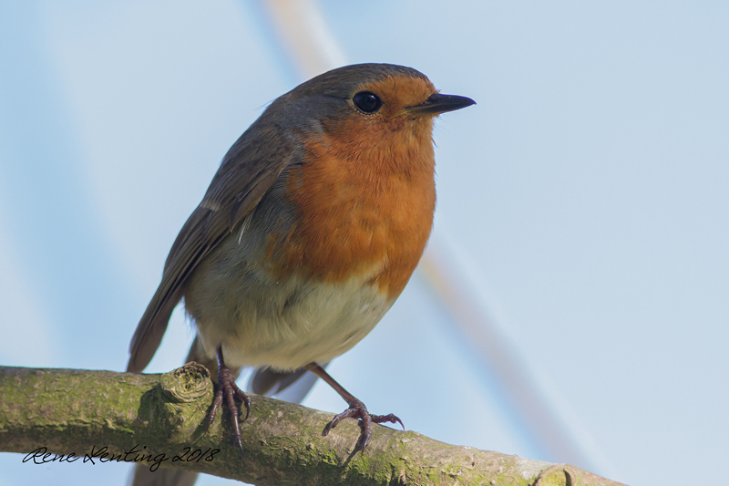 Roodborst