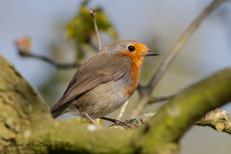 Roodborst