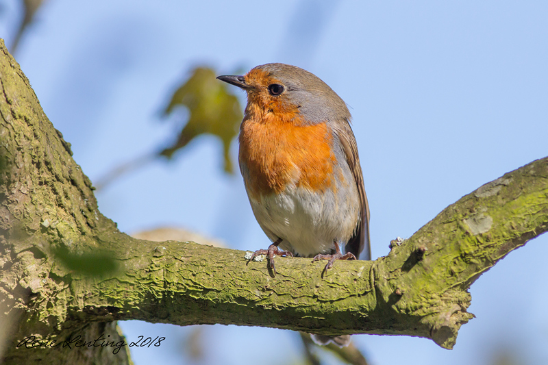 Roodborst