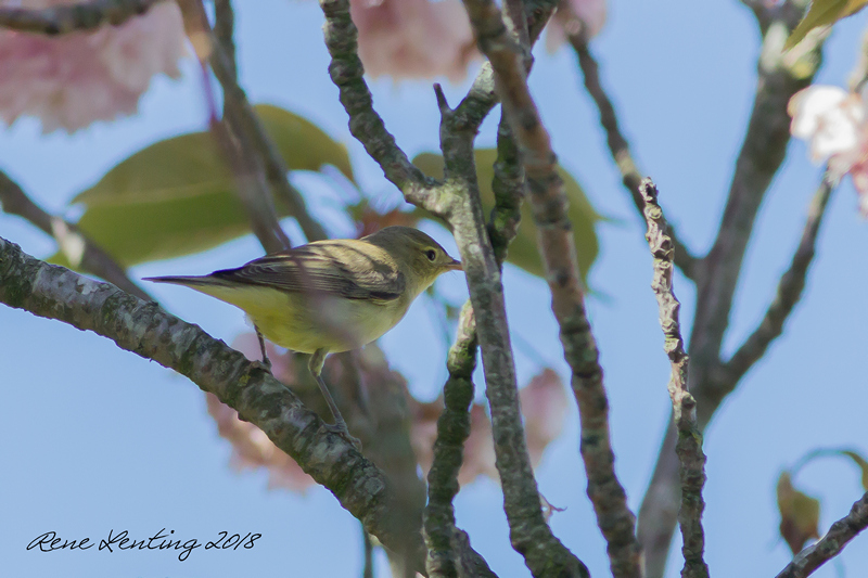 Spotvogel