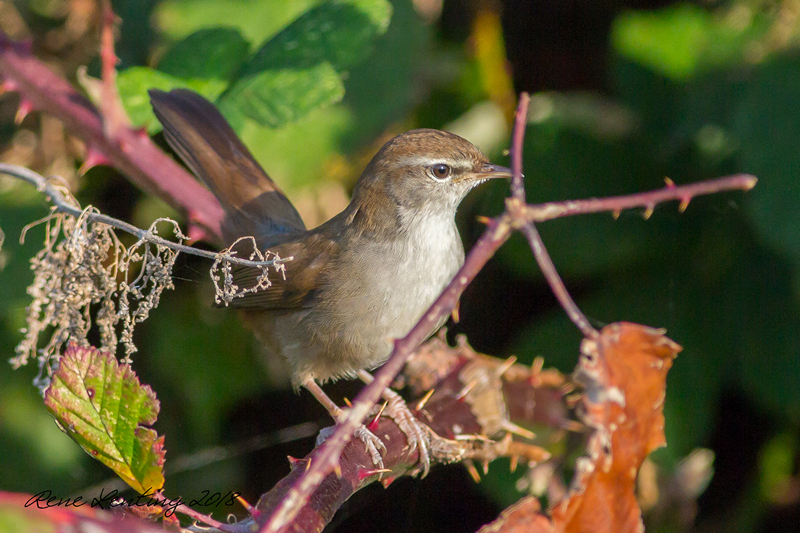 Cetti's zanger