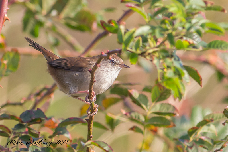 Cetti's zanger