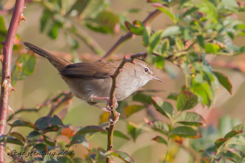 Cetti's zanger