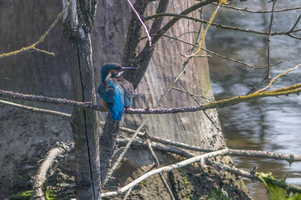 IJsvogel