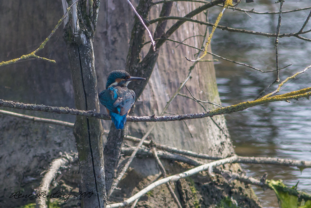 IJsvogel