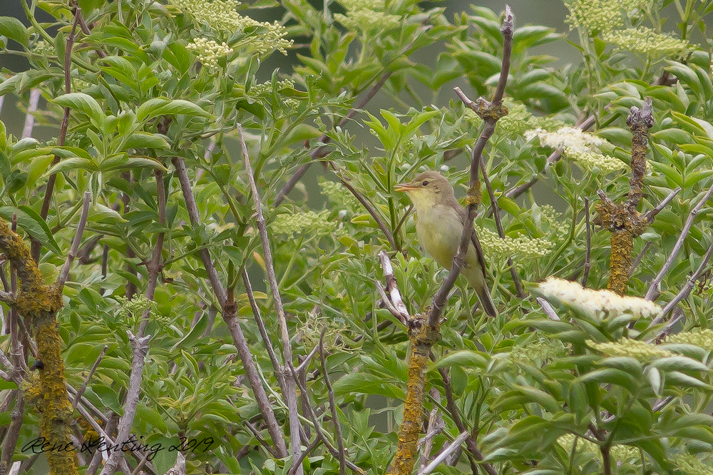 Orpheusspotvogel