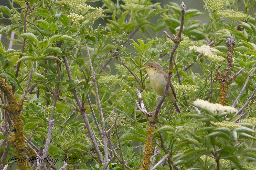 Orpheusspotvogel