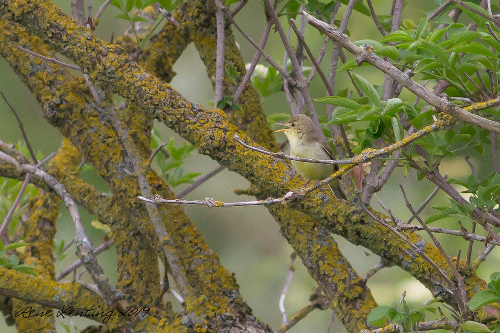 Orpheusspotvogel