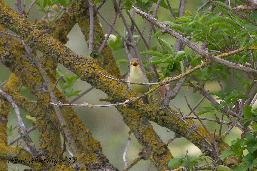 Orpheusspotvogel