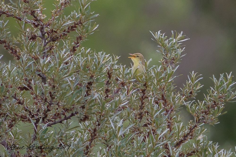 Orpheusspotvogel