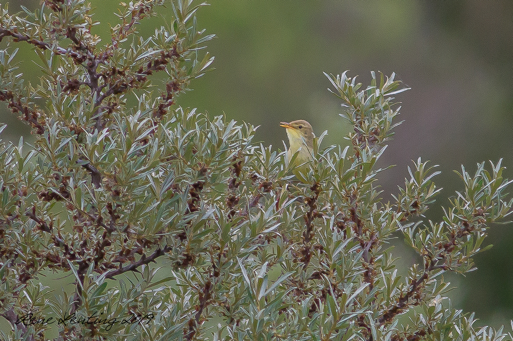Orpheusspotvogel