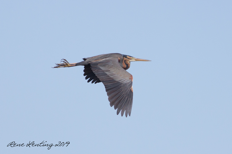 Purperreiger