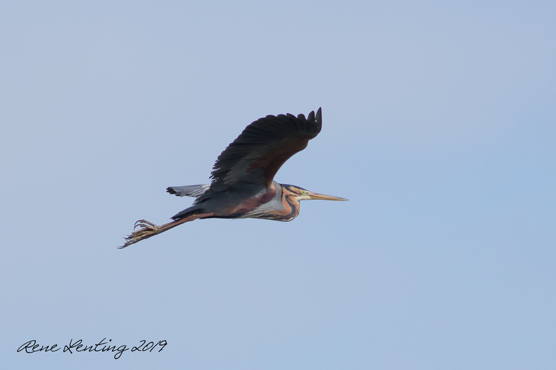 Purperreiger