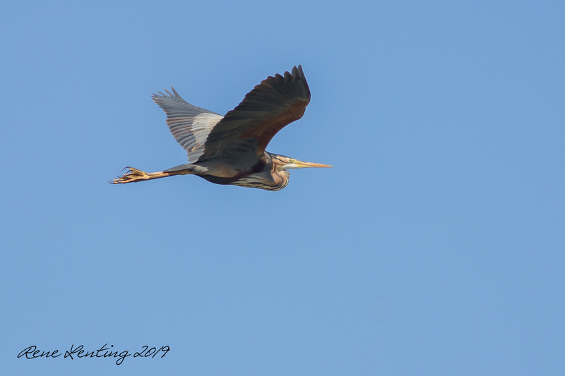 Purperreiger