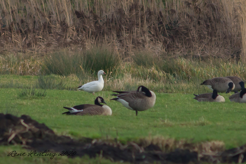 Ross' Gans