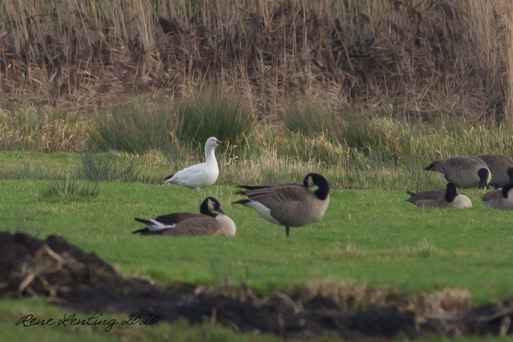 Ross' Gans