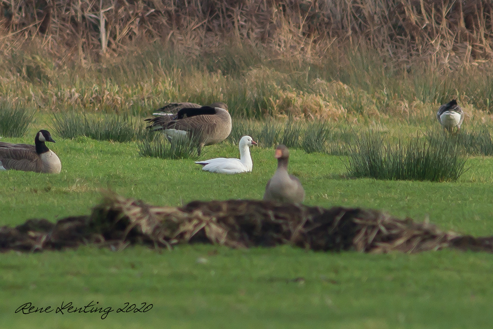 Ross' Gans