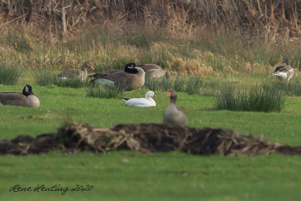 Ross' Gans