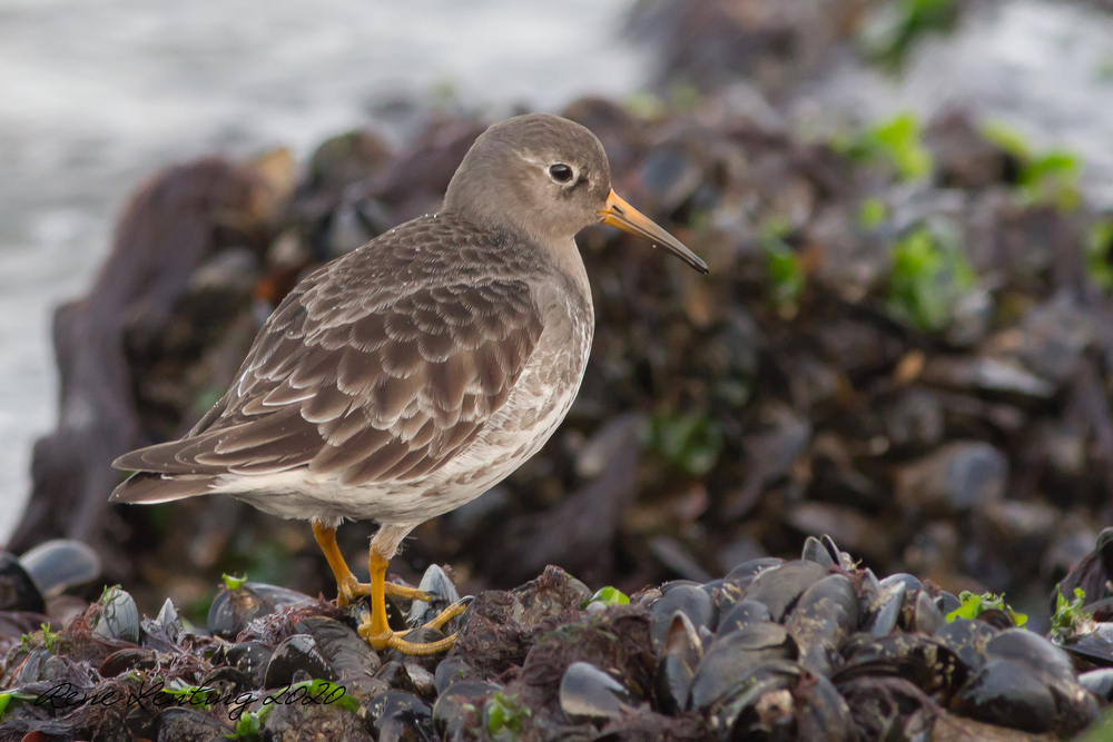 Paarse Strandloper