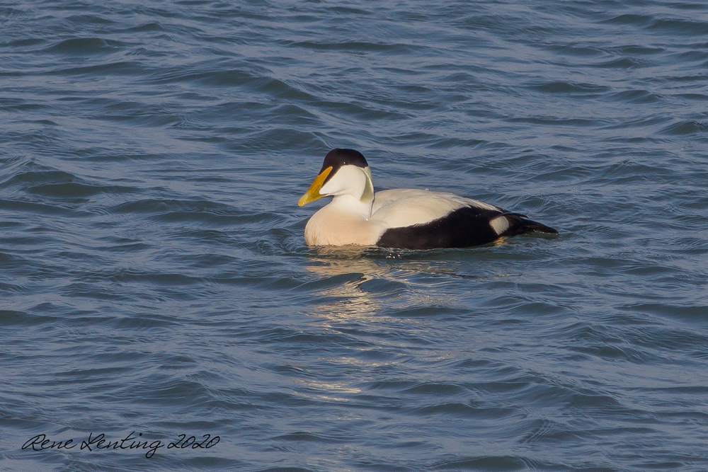 Eider