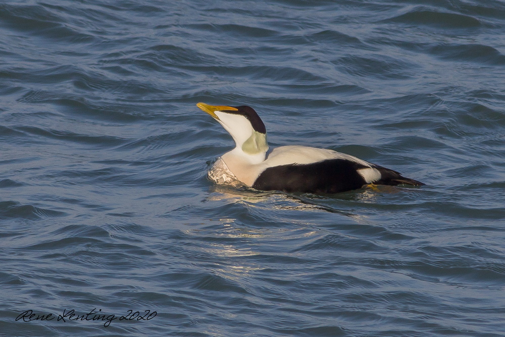 Eider