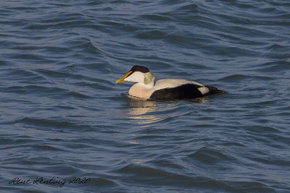 Eider