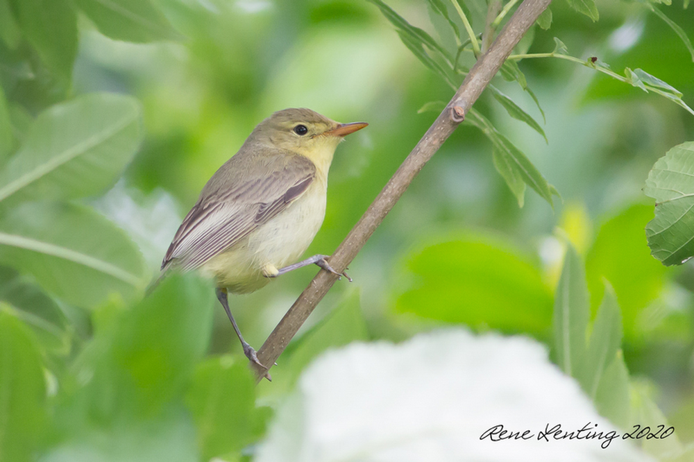 Spotvogel