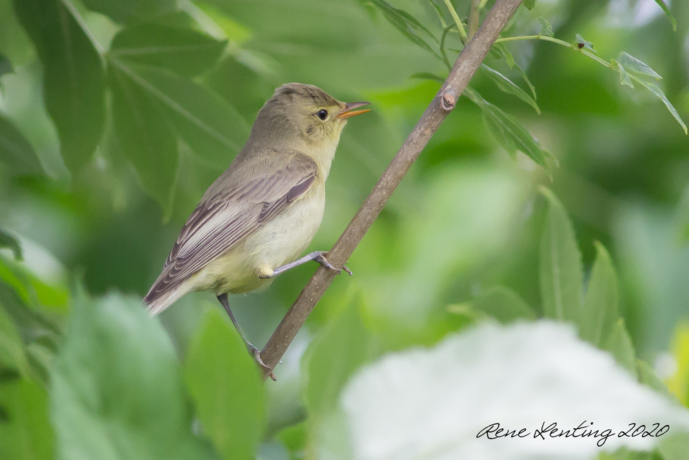 Spotvogel