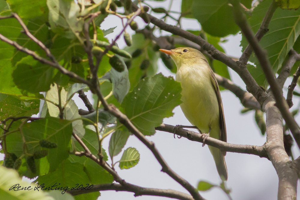 Spotvogel