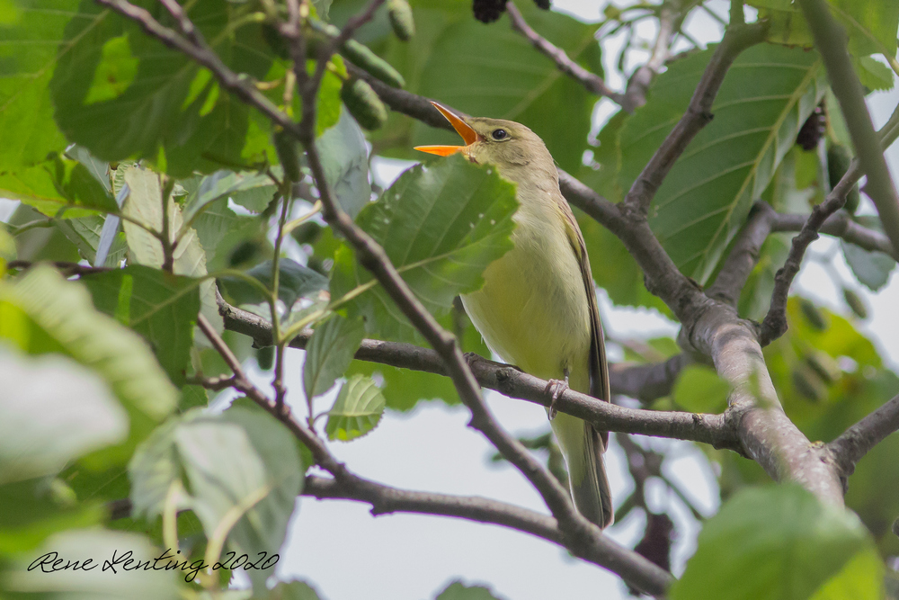 Spotvogel