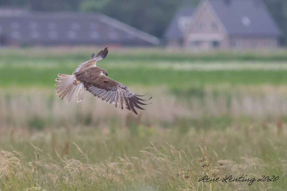 Bruine Kiekendief
