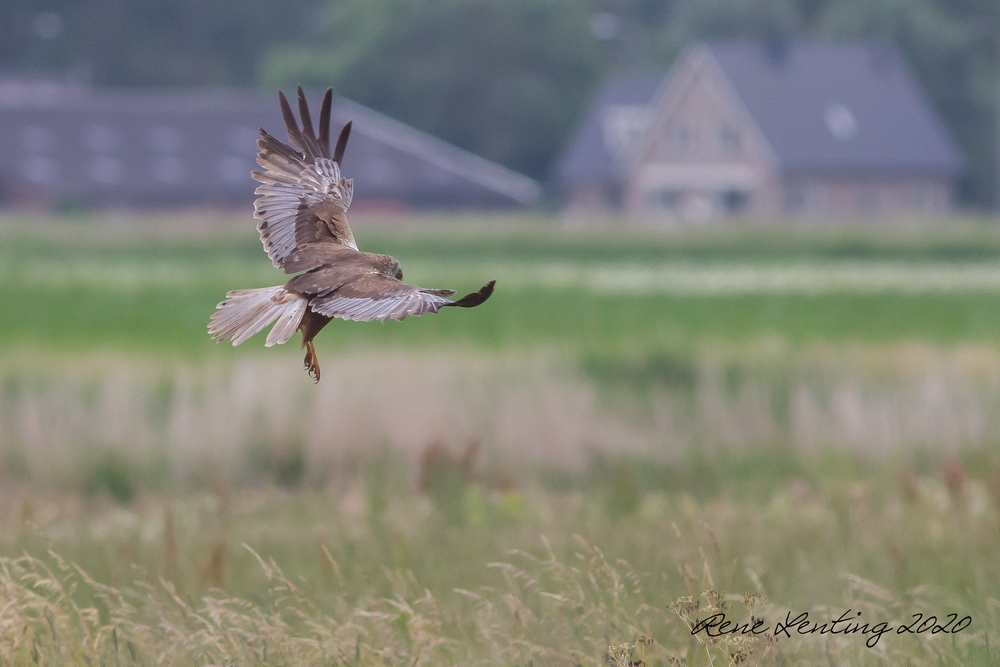 Bruine Kiekendief