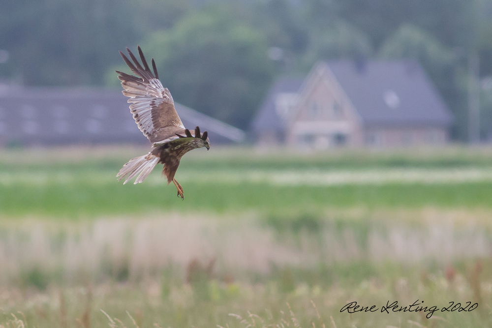 Bruine Kiekendief