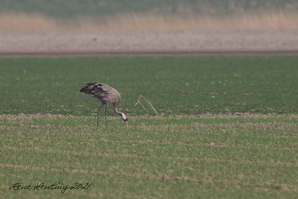 Kraanvogel