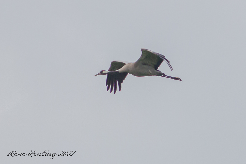Kraanvogel