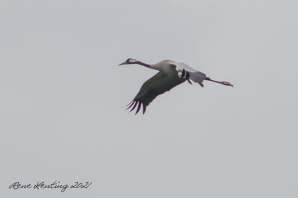 Kraanvogel
