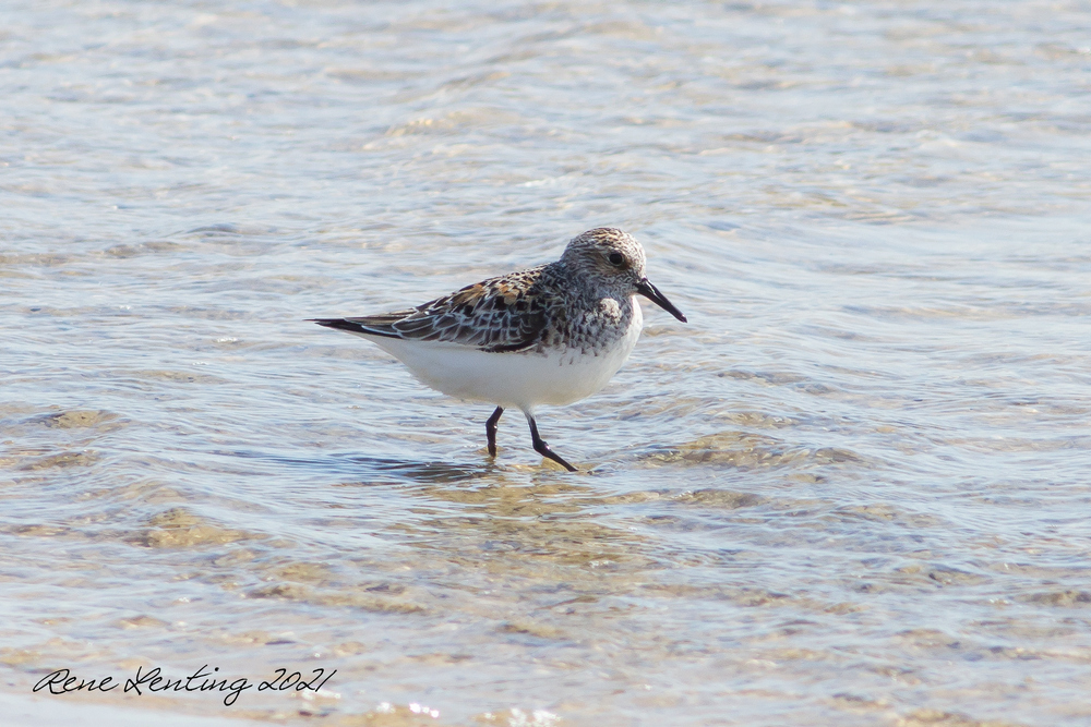 Drieteenstrandloper