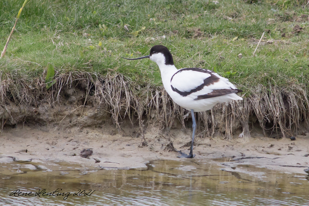 Kluut