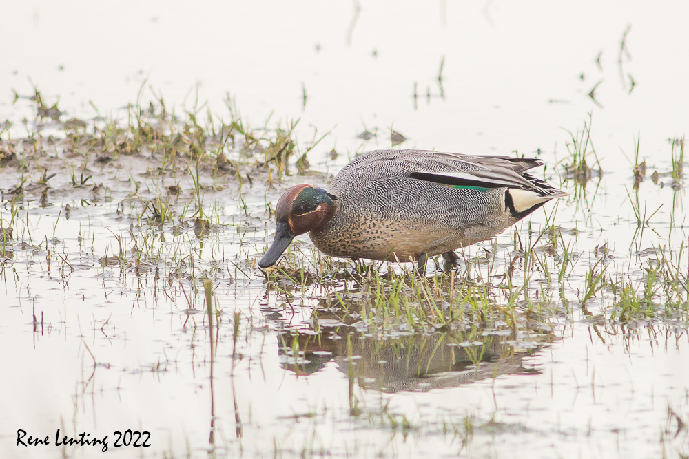 Wintertaling