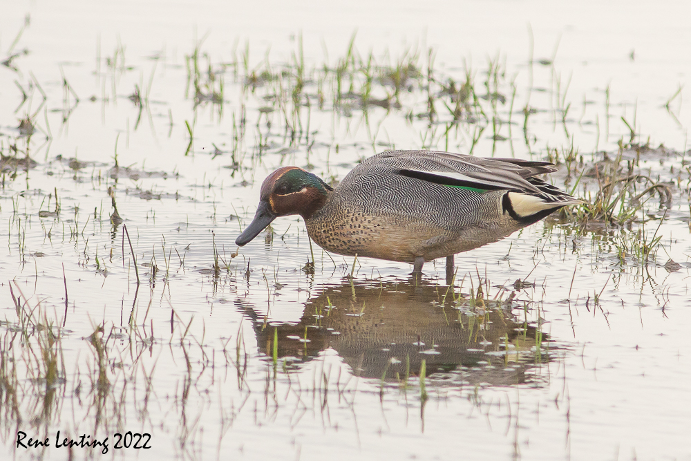Wintertaling