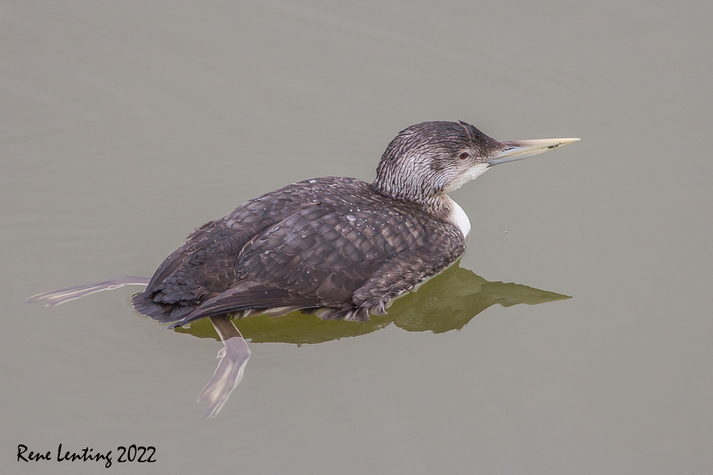 Geelsnavelduiker