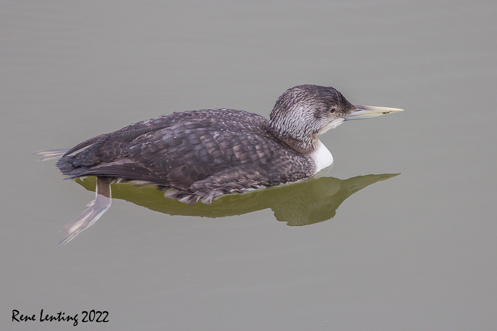 Geelsnavelduiker