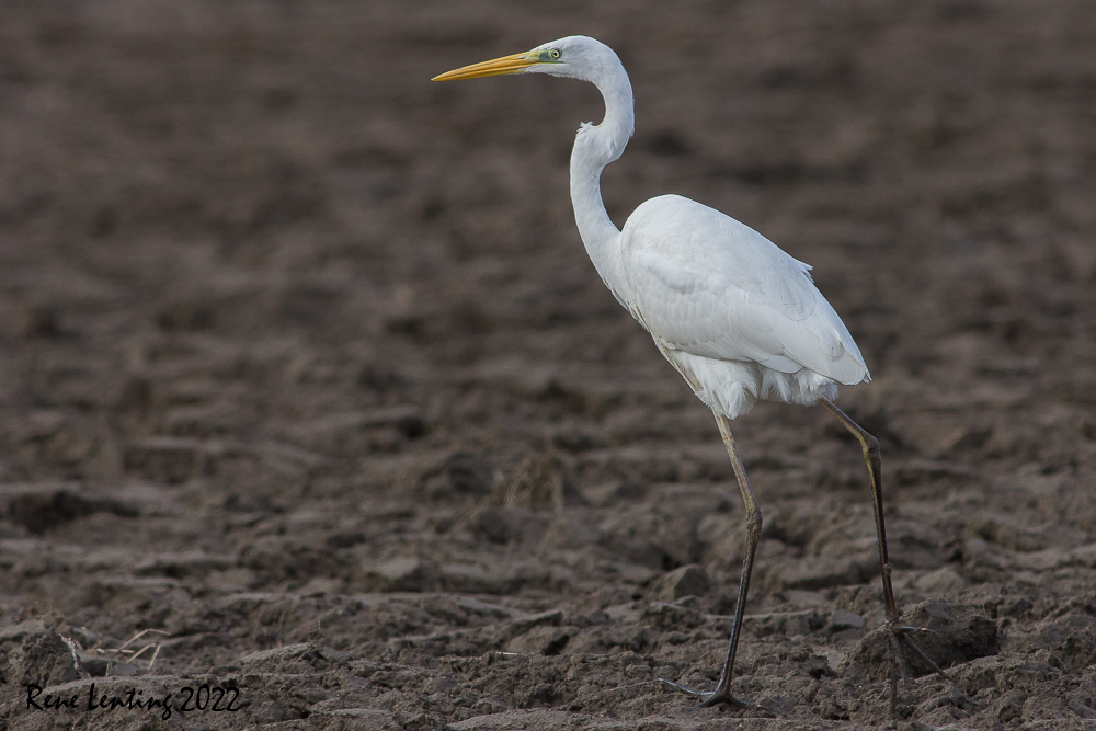 Grote Zilverreiger