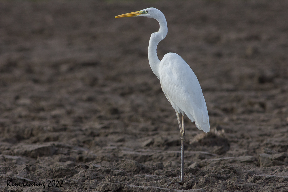 Grote Zilverreiger