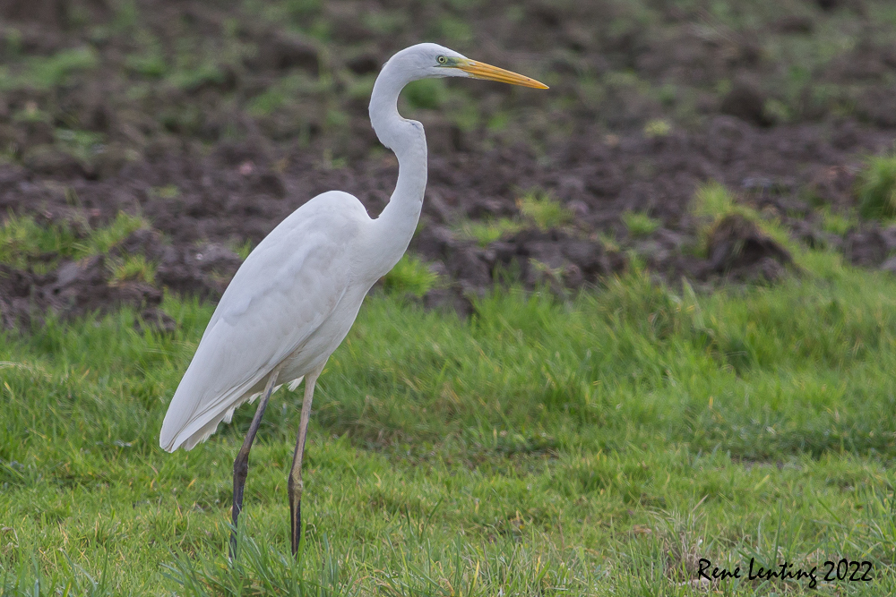 Grote Zilverreiger